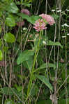 Purple milkweed